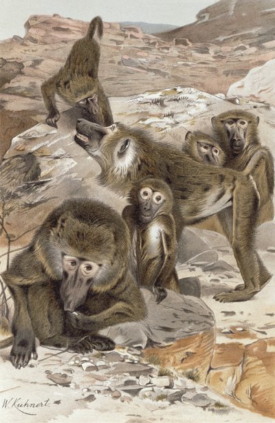 Baboon, Plate from Brehms Tierleben: Allgemeine Kunde des Tierreichs, vol.1, p.166, Published by Bibliographisches Institut, 1890 by Wilhelm Kuhnert